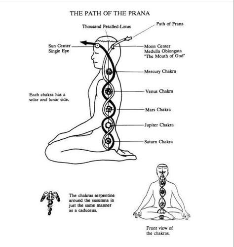 Kundalini Meditation, Chakra Health, Spiritual Science, Yoga Kundalini, Kriya Yoga, Kundalini Awakening, Yoga Philosophy, Spirit Science, Chakra Yoga