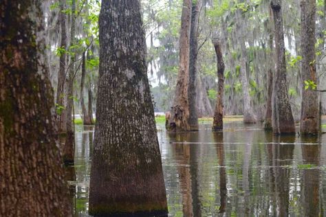 Best Bits of the Louisiana Swamp Tour Vietnam Hotels, Louisiana Swamp, Swamp Tours, Louisiana Cajun, Spanish Moss, Enjoy Nature, Tree Tops, Blue Heron, Hotel Reviews