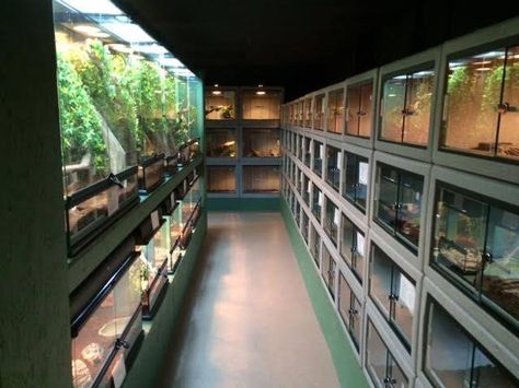 Enclosures at Reptile Rapture's new store in Monona, Wisconsin Reptile Store, Reptile Shop, Pet Store Ideas, Fish Room, Reptile Zoo, Aquarium Store, Enclosure Ideas, Reptile House, Reptile Room