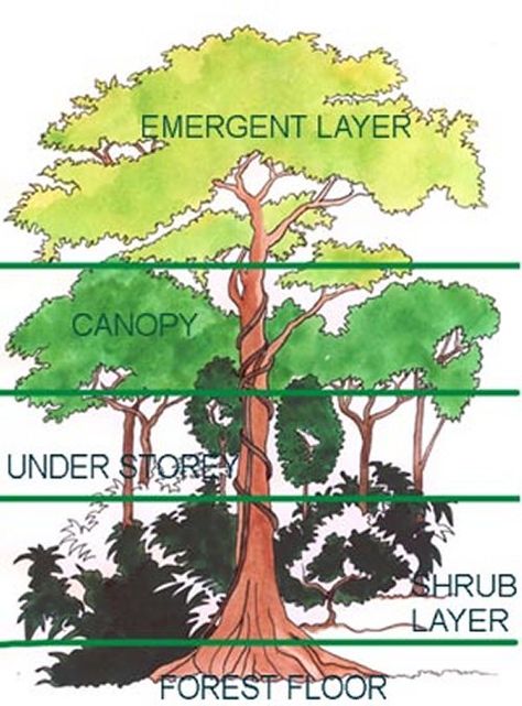 Rainforest Forest Ecosystem | Click Here to get some more information and pictures of these exciting ... Layers Of The Rainforest, Rainforest Environment, Rainforest Preschool, Rainforest Facts, Rainforest Classroom, Rainforest Crafts, Biomes Project, Rainforest Project, Rainforest Activities