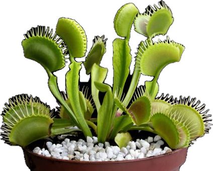 Large Venus Fly Trap, Insect Eating Plants, Australian Tree Fern, Plante Carnivore, Venus Flytrap, Tree Fern, Natural Pest Control, Fly Trap, Venus Fly Trap