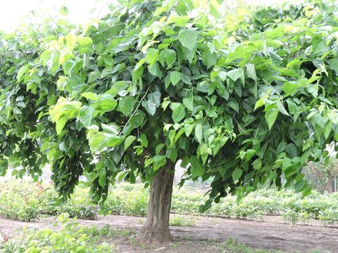 How to a Grow a Mulberry Tree — Food Garden Life Mulberry Tree Landscaping, Mulberry Tree Garden, Mulberry Benefits, Mulberry Tea, Mulberry Plant, Mulberry Leaves, Mulberry Fruit, Black Walnut Tree, Fig Trees