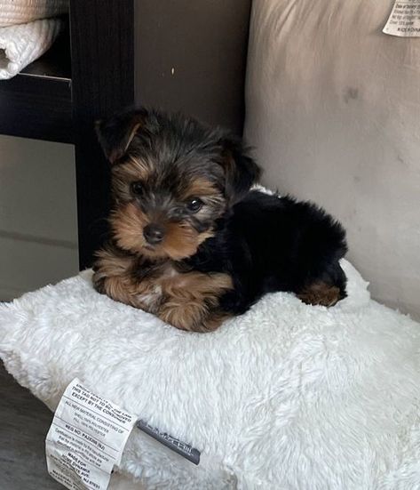 Yorkie Puppies For Adoption, Dogs Images, Puppies For Adoption, Cute Small Dogs, Puppy Mom, Dog Mommy, Cute Dogs Images, Yorkie Puppies, Very Cute Puppies