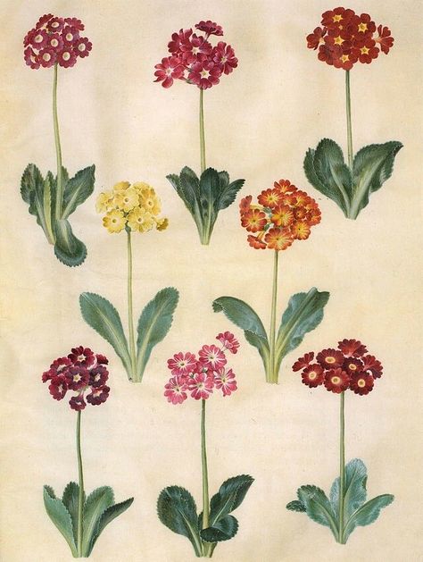 Floral Reference, Botanical Images, Primula Auricula, Miniature Flowers, Vintage Illustration Art, Antique Botanical Print, Flower Collage, Vintage Botanical Prints, Plant Illustration