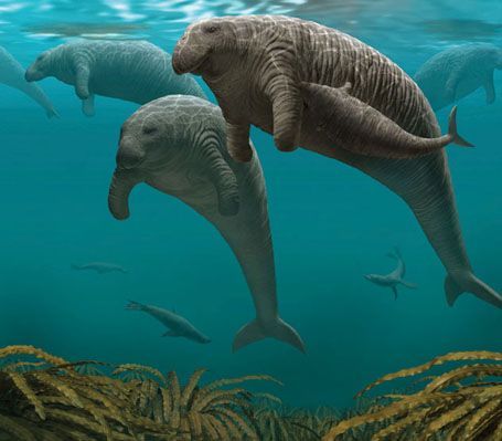 steller's sea cow - Google Search Steller's Sea Cow, Prehistoric Wildlife, Sea Cow, Cow Pictures, Ancient Animals, Animals Friendship, Extinct Animals, Aquatic Animals, Dinosaur Art