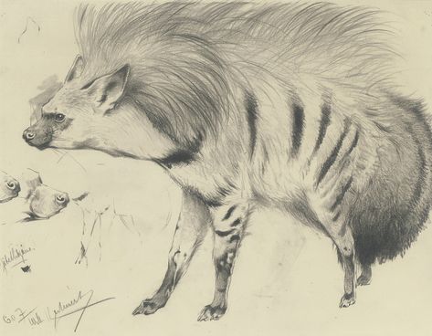 Wilhelm Kuhnert, Lion Eating, Striped Hyena, Animal Painter, Wild Art, Fox Dog, Animal Artwork, Creature Drawings, Animals Art