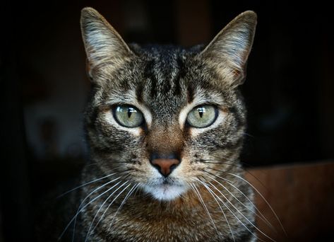 Tiger Striped Cat, Tabby Cat Names, Tabby Cat Pictures, White Tabby Cat, Bed Box, Tabby Cats, Tortoise Shell Cat, Striped Cat, Orange Tabby Cats