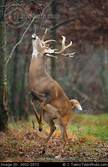 Whitetail Deer Pictures, Deer Photography, Big Buck, Deer Drawing, Wild Animals Photography, Deer Photos, Deer Pictures, Wild Animals Pictures, Deer Stand