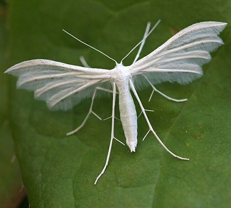 White plume moth (Pterophorus pentadactyla). Ghost Moth, Plume Moth, Photo Papillon, Moths And Butterflies, Cool Insects, Open Wings, Moth Caterpillar, Albino Animals, Cool Bugs