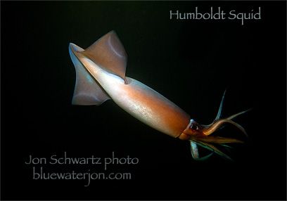 Humboldt Squid, Fish Photography, Big Sea, Animal Study, Free Diving, Aquatic Animals, Animal Sketches, Ocean Creatures, Big Fish