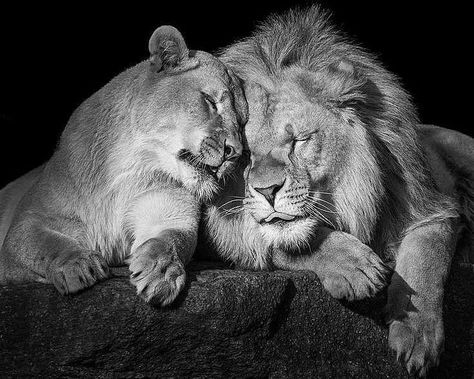 Being Social, Lion Couple, Lion Tattoo Sleeves, Lion Family, Lion Photography, Lions Photos, Lion And Lioness, Kevin Richardson, Lion Love