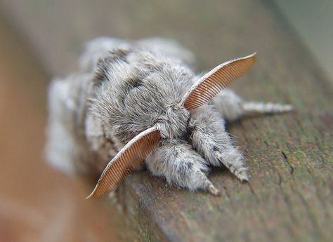 Devon Core, Venezuelan Poodle Moth, Poodle Moth, Brown Moth, Rosy Maple Moth, Cute Moth, Cool Insects, Cool Bugs, Beautiful Bugs