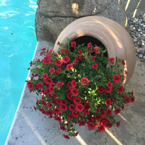 Sideways pot with red flowers Sideways Pot With Flowers, Fallen Pot With Flowers, Gardening Flowers Ideas, Spilled Flower Pot Ideas, Flower Box Garden, Spilled Flower Pot, Flower Bed Garden, Garden Flowers Ideas, Garden Flower Ideas