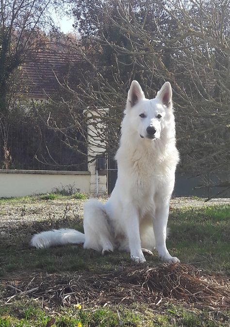 Swiss Shepherd, White Swiss Shepherd, White Shepherd, White German Shepherd, Maybe In Another Life, Wolf Dog, German Shepherd Dogs, Dog Names, Big Dogs