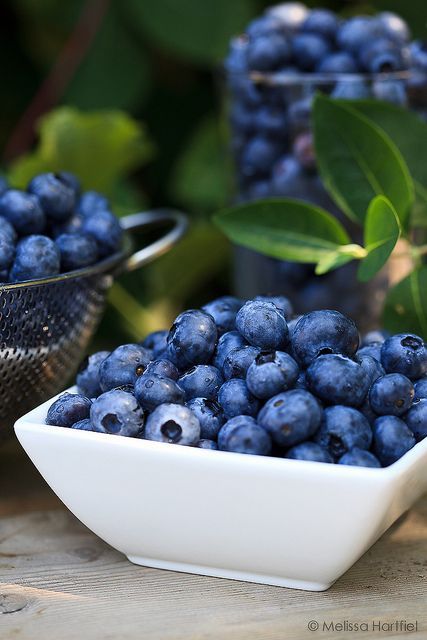 ~~blueberries by mhchipmunk~~ Full of Anti-Oxidants -- I just tried a toasted Bagel with Blueberries (In the bagel) Wow ! Delicious! With Tofutti Cream Cheese. Like a dessert. Eyes Bigger, Basic Food, Beautiful Fruits, Eat Better, Izu, Delicious Fruit, Fruit Art, Tutti Frutti, Fruit And Veg