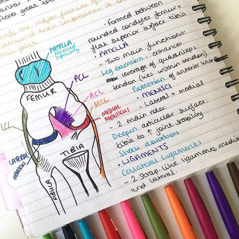 Ligaments Of The Knee, Joints Anatomy, Human Knee, Knee Ligaments, Anterior Cruciate Ligament, Skin Grafting, Cruciate Ligament, Career Vision Board, Nursing School Notes