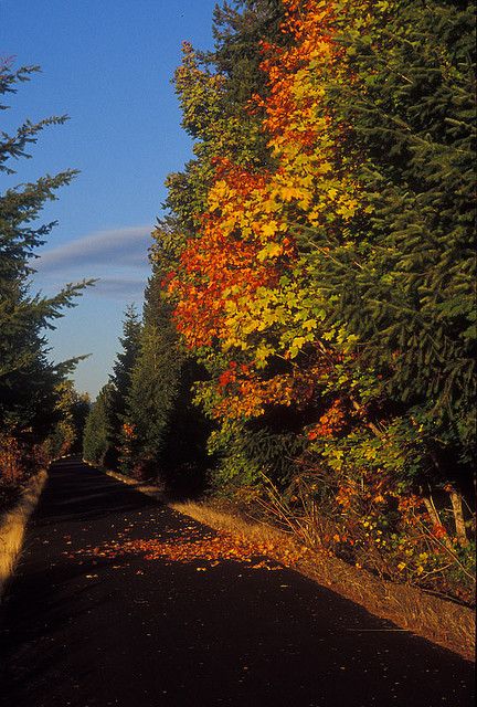 trail of the coeur d'alenes | fall color along Trail of the Coeur d'Alenes near Harrison ID 10-12-08 Coeur D'alene Idaho, Kashmir Pakistan, Idaho Travel, Idaho State, Coeur D'alene, Fall Color, Ghost Towns, Pacific Northwest, North West