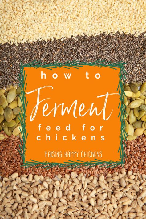 Feed For Chickens, Chicken Feed Recipe, Fermented Chicken Feed, Chicken Feed Diy, Fermenting Chicken Feed, Raising Meat Chickens, Happy Chickens, Urban Chicken Farming, Chicken Feeders