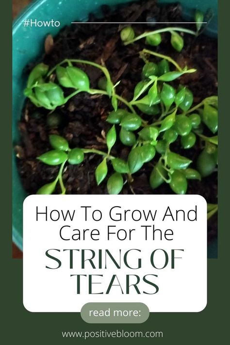 Check out a complete care guide to a unique string of tears. Learn its features, requirements, propagation methods, and common issues with solutions. String Of Tears Plant, Fig Plant Indoor, Propagation Methods, Lady Tips, Peperomia Plant, Alocasia Plant, Fig Plant, Calathea Plant, Plant Indoor