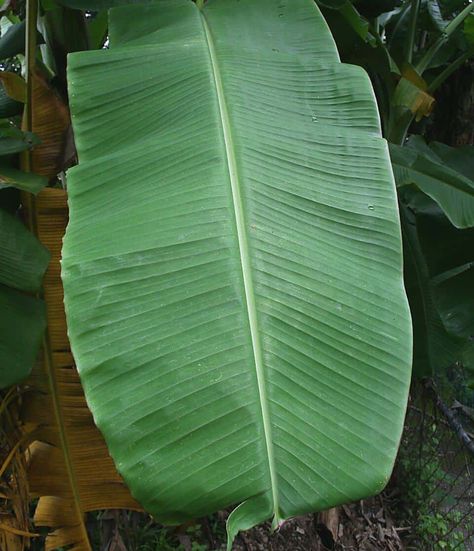 How To Cook With Banana Leaves - Chef's Pencil Banana Leaf Plates, Marinated Fish, Healthy Fruits And Vegetables, Wooden Platters, Dried Bananas, Banana Plants, Banana Leaves, Glutinous Rice, South East Asia