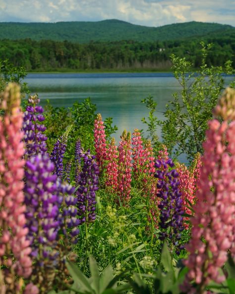 Are you tired of seeing lupines yet? Which photo is your favorite?⁠ .⁠ .⁠ .⁠ .⁠ #lupines #lupine #lupineseason #lupinefields #lupine_flower #lupinesofinstagram #downeastmagazine #flowers #flowersofinstagram #thecountryspirit #ipulledoverforthis Lupine Wedding, Lupine Bouquet, Dream Flower, Lupine Flowers, Pretty Pictures, Dahlia, Travel Blogger, Flower Garden, Wild Flowers