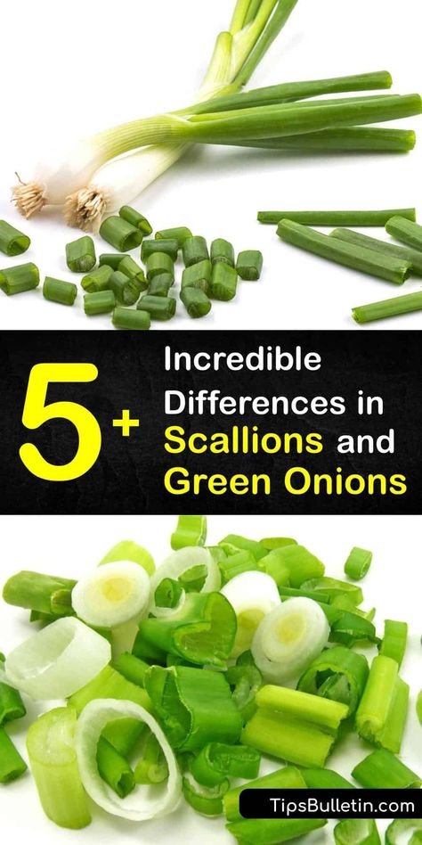 Recipes With Scallions Green Onions, Scallion Sauce Green Onions, Scallions Vs Green Onions, Different Onion Types, Plant Green Onions, Growing Vegetables Indoors, Types Of Onions, Vegetable Benefits, Spring Onions