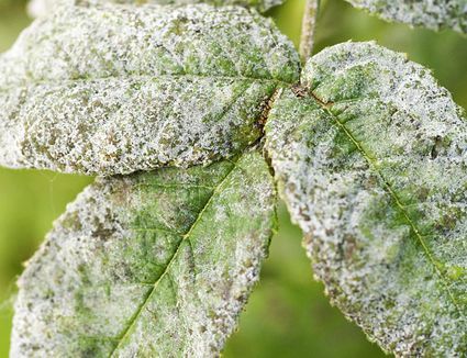 Rose Diseases, Black Spot On Roses, Aphid Control, Garden Problems, Plant Fungus, Garden Insects, Garden Pest Control, Powdery Mildew, Plant Diseases