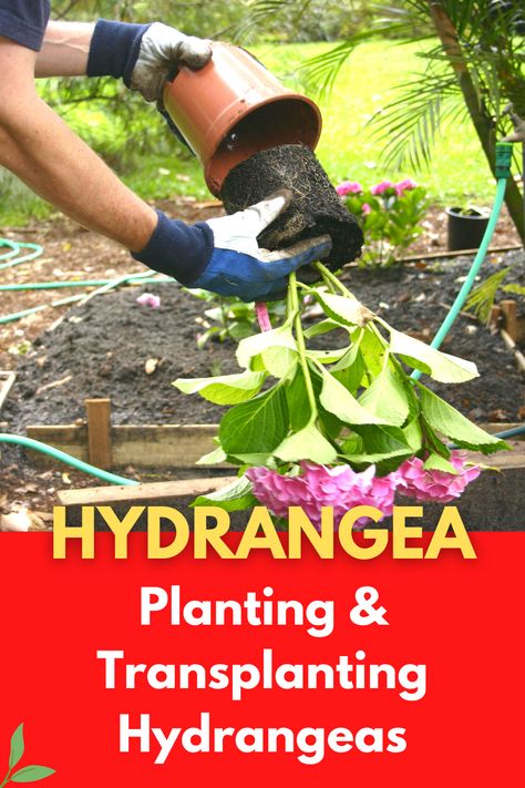 Whether you’re planting a hydrangea in the garden or transferring a hydrangea from a pot to a planter, timing is important and can influence the health and viability of your hydrangea plants. There are plenty of reasons why you may need to transfer a hydrangea and lack of space or lack of adequate sun exposure are the most common reasons. I’m going to discuss the best time to plant a hydrangea outside when to transplant hydrangeas and choosing the best location for these plants. Planting Hydrangeas In The Fall, When Is The Best Time To Transplant Hydrangeas, Best Time To Plant Hydrangeas, How To Transplant Hydrangeas, When To Transplant Hydrangeas, How To Prune Hydrangeas Spring, Best Place To Plant Hydrangeas, When To Plant Hydrangeas In Ground, How To Plant Hydrangea In Ground