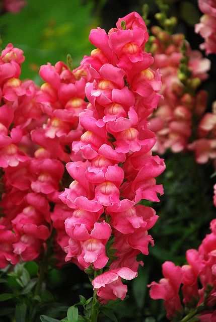 Snapdragons - plant these in the front  ONCE I GET THE FRONT CLIPPED ID LIKE TOO THEY ARE PRETTY! Snapdragons Flowers, Snap Dragon, Snapdragon Flowers, Longwood Gardens, Most Beautiful Flowers, Exotic Flowers, Flower Beauty, Beautiful Blooms, Shade Garden