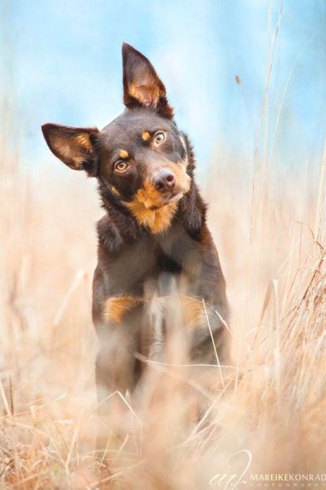 Australian Kelpie Dog Breed Information, Popular Pictures Kelpie Dog, Australian Kelpie Dog, Puppy Photography, Head Tilt, Australian Kelpie, Dog Photoshoot, Herding Dogs, Pretty Dogs, Appaloosa