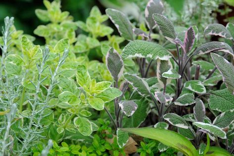 Evergreen Herbs, Herbs To Grow, Rosemary Sage, Border Plants, Culinary Herbs, Plant Combinations, Evergreen Shrubs, Growing Indoors, Planting Herbs