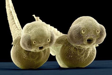 2 day old Zebrafish Embryos (look like little puppies!) Greenland Shark, Homemade Mouthwash, Scanning Electron Microscope, Foto Macro, Bd Art, Extreme Close Up, Macro Shots, Science Photos, Things Under A Microscope