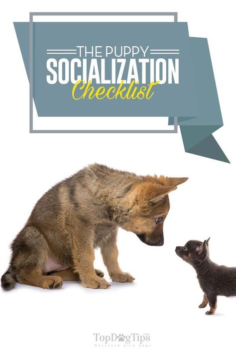 The Puppy Socialization Checklist for New and Experienced Owners via @KaufmannsPuppy Socializing Dogs, Puppy Socialization, Dog Training Books, Stop Dog Barking, Dog Behavior Problems, House Training Dogs, Puppy Training Tips, Popular Dog Breeds, Best Dog Training