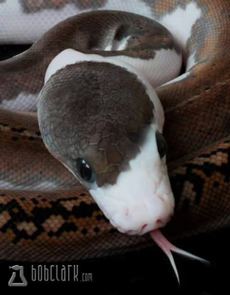 Pretty Snakes, Cute Reptiles, Cute Snake, Pet Snake, Beautiful Snakes, Reptile Snakes, Ball Python, Pretty Animals, Reptiles And Amphibians