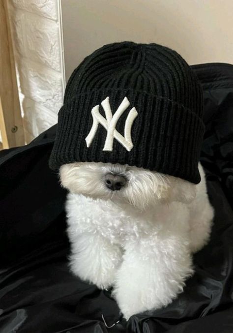 Anjing Maltese, Cute Maltese, Cute Puppies And Kittens, Cute Puppy Wallpaper, Cute Dog Wallpaper, Cute Dogs Images, Very Cute Puppies, Really Cute Puppies, Cute Small Animals