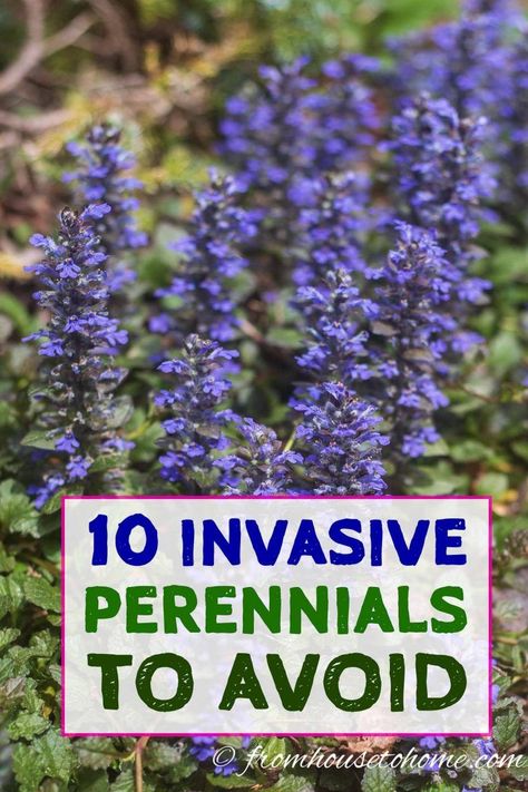 Invasive plant species are difficult to maintain and can destroy the natural environment. Find out which perennials to avoid planting in your garden landscaping. #fromhousetohome #invasiveplants #gardeningtips #perennials #plants #backyardlandscaping Japanese Inspired Garden, Wisteria Plant, Gardening Crafts, Plants Beautiful, Autumn Clematis, House To Home, Perennial Grasses, Full Sun Perennials, Full Sun Plants