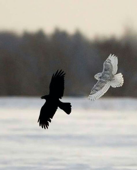 Story of the crow and the owl Snow Owl, Crows Ravens, Beautiful Owl, Pretty Animals, Snowy Owl, Birds Of Prey, Birds Flying, Ravens, 귀여운 동물