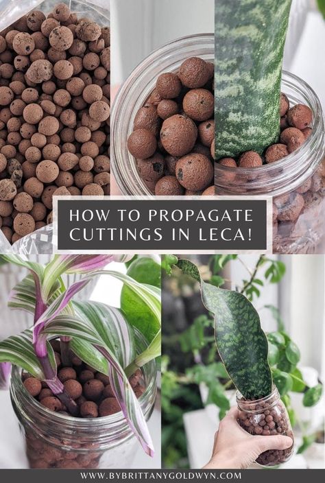 Wondering how to get started with propagating cuttings in LECA? I'm talking about how to use LECA and sharing my very first attempts at rooting some of my plant cuttings in it. Plant Propagation Hacks, Beads On Plants, Leca House Plants, Leca Plants, Propagating Plants From Cuttings, Semi Hydroponics, Gardening Notebook, Houseplant Propagation, Hydro Plant