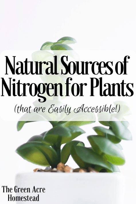 Natural Sources of Nitrogen for Plants! How To Add Nitrogen To Soil, Nitrogen For Plants, Zone 9 Gardening, Growing Herbs In Pots, Alocasia Frydek, Soil Science, Homestead Gardening, Vegetable Planting, Planting Guide