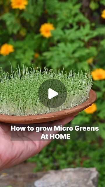 Nitya Hegde on Instagram: "How to grow Microgreens at home?!

I have used chia seeds and basil seeds.
I know it takes a lot of time and patience, growing microgreens is like taking care of a small baby. 👶 I have to say ;Growing these greens gives me immense pleasure.😍

Microgreens are a great addition to our diet! Give it a try! If you like the video, do like and share it with people who would like to try it

#microgreens #tipsandtricks #salads" How To Grow Chia Sprouts, Basil Seed Recipes, Chia Seeds Sprouts, Chia Seed Growing, How To Grow Microgreens At Home, Micro Greens Growing Indoors, Chia Microgreens, Micro Greens Growing, Diy Microgreens