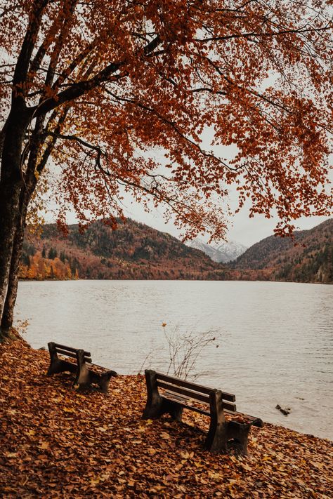 Wooden Bench Near Lake · Free Stock Photo Wallpaper Trees, 4k Phone Wallpapers, Wooden Benches, Wallpaper Autumn, Brown Autumn, Fall Mood Board, Autumn Lake, World Religions, Wooden Bench