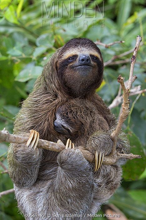 Pictures Of Sloths, Cute Sloth Pictures, Sloth Photos, Two Toed Sloth, Three Toed Sloth, Sloth Life, Sloth Art, A Sloth, Sloth Lovers