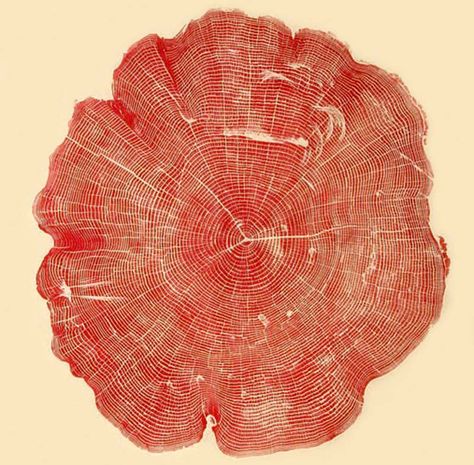 Woodcuts Prints, Relief Print, Tree Rings, Red Tree, Cross Section, Tree Stump, Sumi E, Red Ink, Autumn Trees