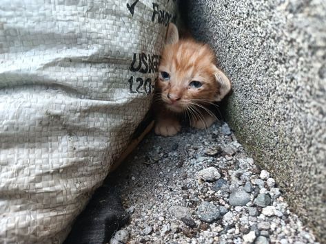 Stray Animals Photography, Stray Animals Aesthetic, Puspin Cats, Worker Aesthetic, Stray Kitten, Stray Animals, Care Worker, Cat Photography, Stray Cat