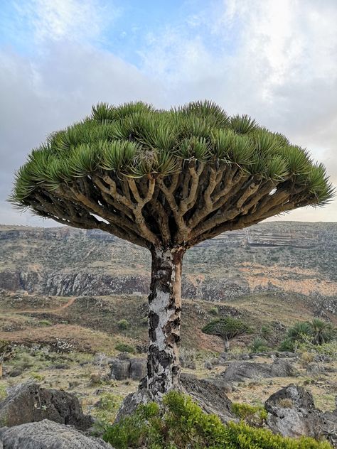 dragon blood tree in December 2019 by julianjvr Socotra Dragon Tree, Smaugust 2024, Fey Wild, Dracaena Cinnabari, Nature Forms, Dragon Blood Tree, Interesting Plants, Amazing Trees, Socotra