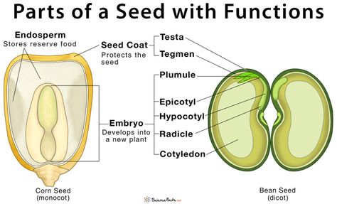 Parts of a Seed, Their Structure, and Functions with Diagram Parts Of A Seed Diagram, Structure Of Seed, Seed Diagram, Botany Notes, Seed Structure, Preschool Gardening, Parts Of A Seed, Seed Labels, Ag Teacher