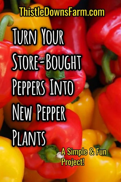 How To Get Seeds From Vegetables, Bell Pepper Seeds How To Grow, Planting Bell Peppers From Seeds, How To Plant Peppers From Seeds, Growing Bell Peppers From Seeds, Growing Peppers In Garden, How To Grow Peppers From Seeds, How To Grow Bell Peppers, How To Grow Bell Peppers From Seeds