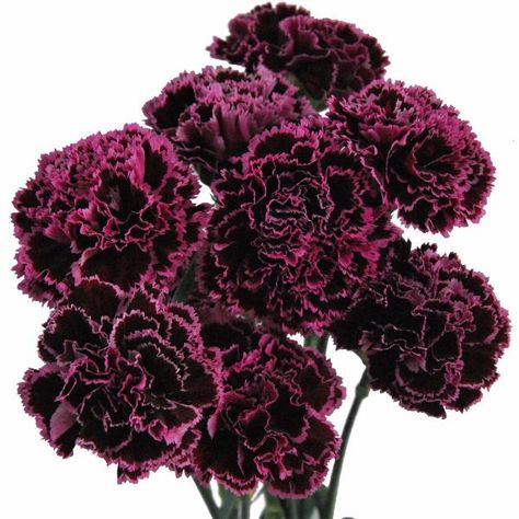 Carnation Nobbio Burgundy Carnation Wedding Flowers, Deep Red Wedding, January Birth Flowers, Wedding Flower Guide, Goth Garden, Birth Flower Tattoos, Flower Installation, Flower Guide, Fall Wedding Flowers