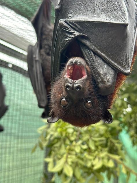 Bat Images, Fox Bat, Fruit Bats, Cute Bats, Bat Species, Bat Animal, Bat Flying, Bat Costume, Flying Fox