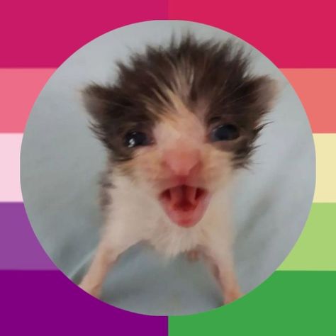 Feel free to use Asexual Pride, Pride Parade, Weird Stuff, Silly Cats, Another One, Feel Free, Feelings